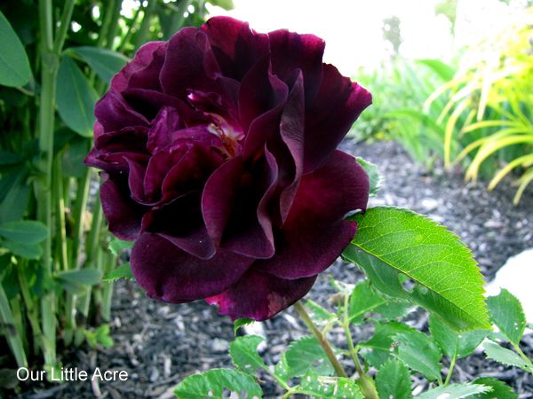 Ebbtide Rose