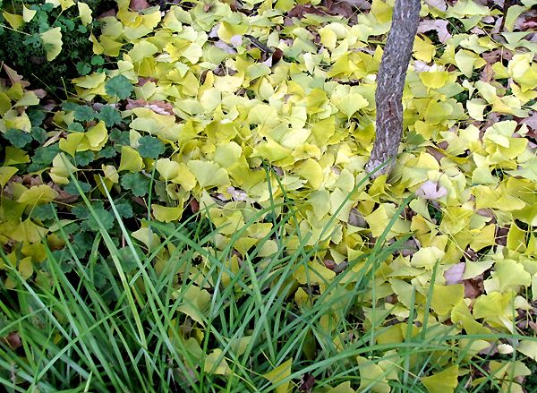 Kousa+dogwood+leaves+turning+yellow