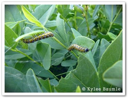 baptisia acre little caterpillar moth genista broom twilite