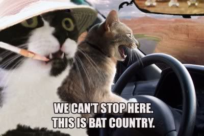 kitties_we_cant_stop_here_this_is_b.jpg