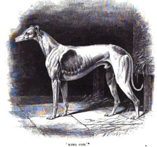 GreyhoundKingCob.jpg