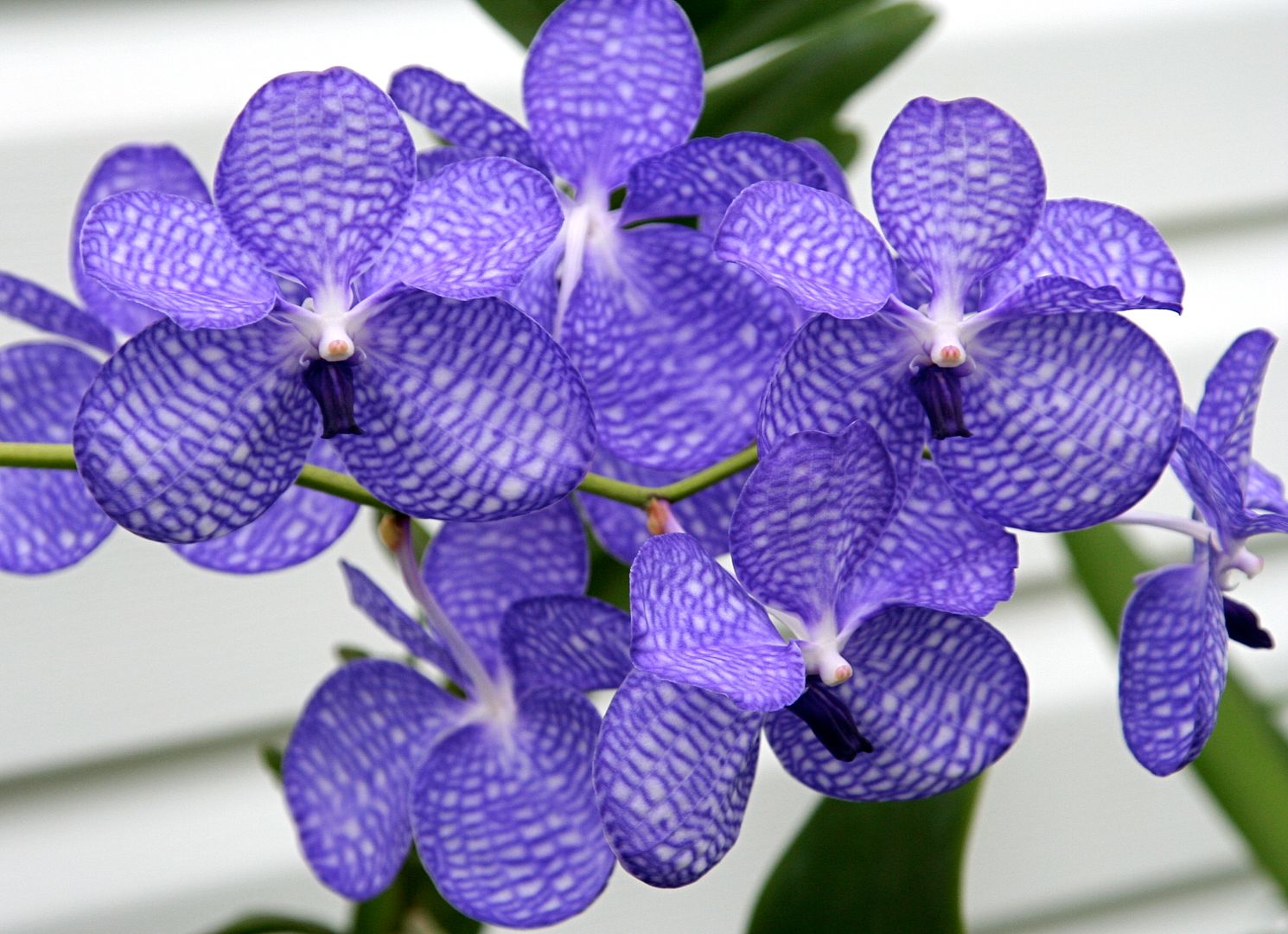 supra society orchid