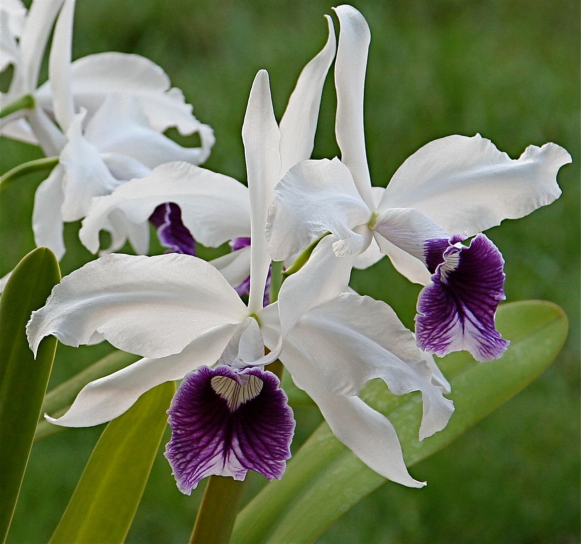 Laelia Purpurata Var. Schusteriana - Orchid Board - Most Complete ...