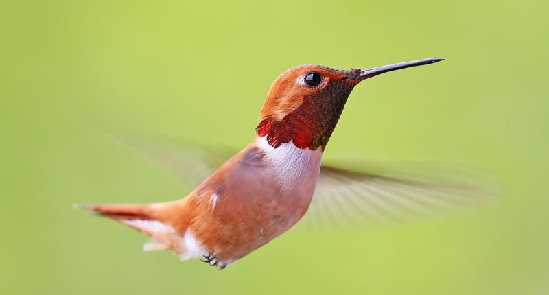 IMAGE: http://img.photobucket.com/albums/v310/pocored/IMG_2912.jpg