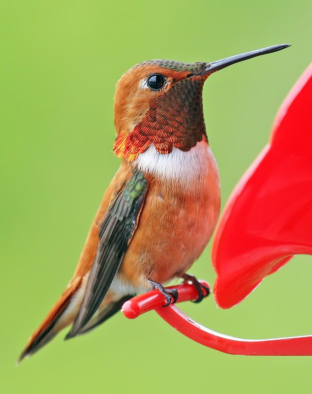 IMAGE: http://img.photobucket.com/albums/v310/pocored/IMG_2922.jpg