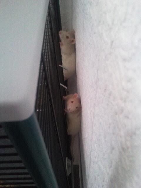 Rats.jpg