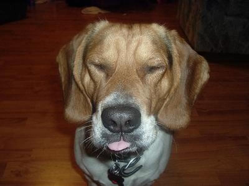 beaglemyspace.jpg