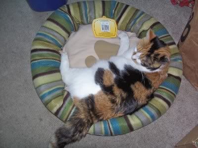 Cat Bed