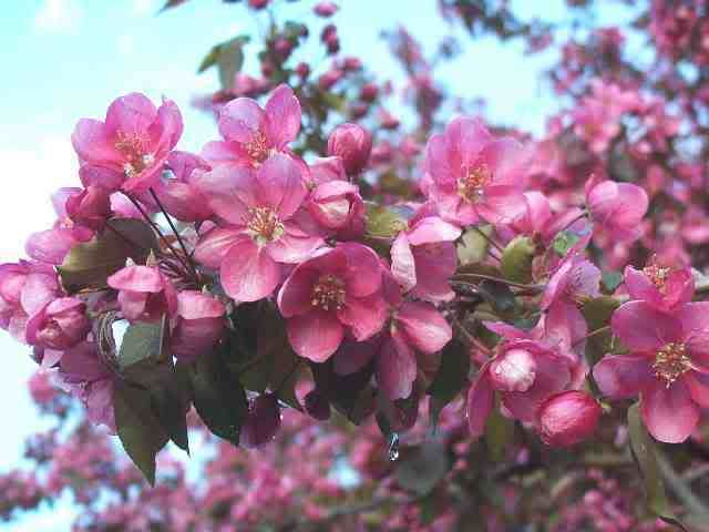 Apple Blossoms 2008