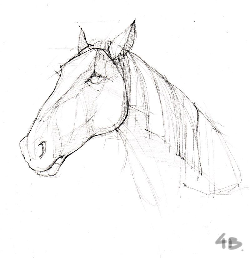 horse head horse sketch