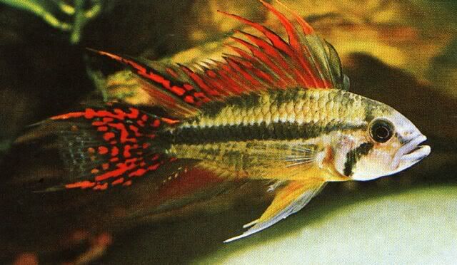 Cockatoo Cichlid