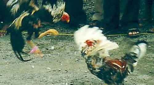 Maut Menjemput Usai Sabung Ayam | Indra KH
