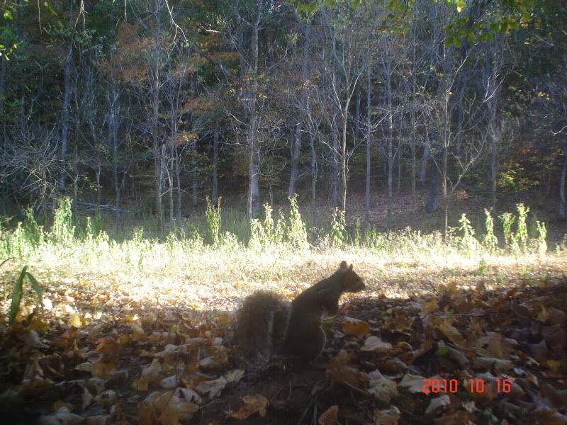 201010-16Squirrel.jpg