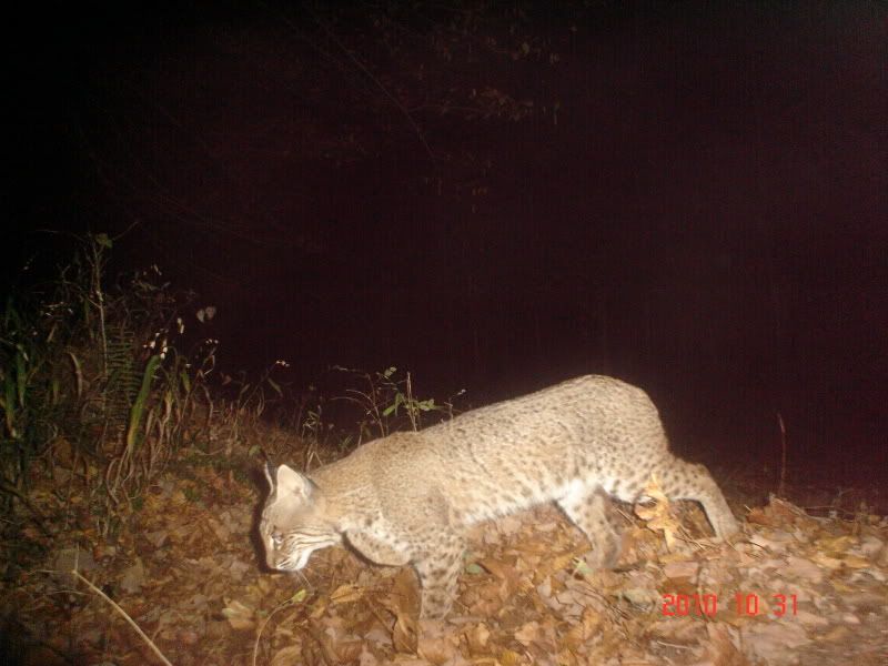 201010-31Bobcat.jpg