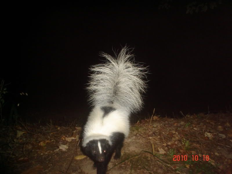 Skunk.jpg