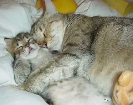 hug tammi