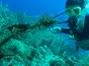 preview Rodney and Sea Horse in Roatan Honduras