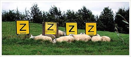 Sleeping sheep by signs with Z(s)