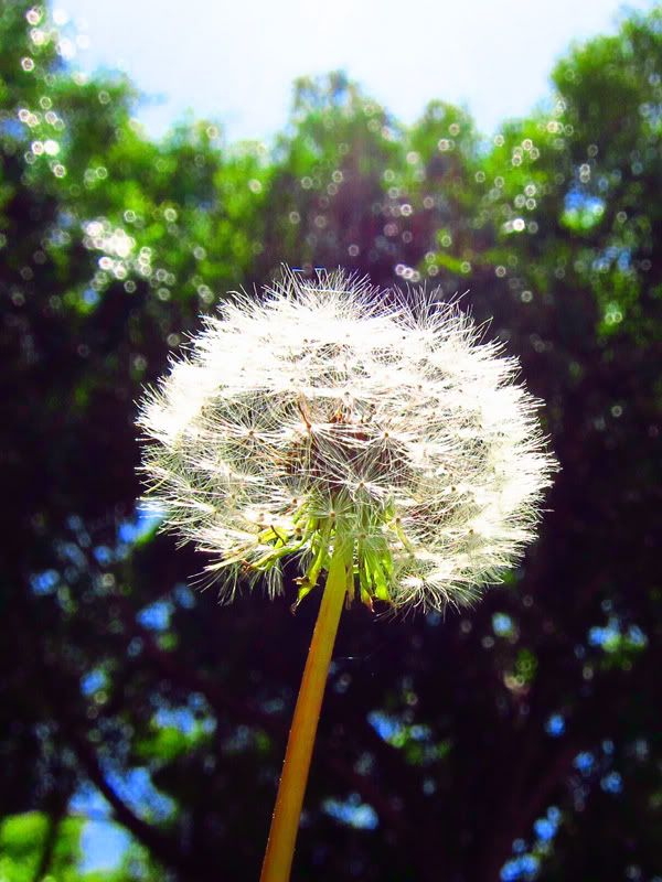 IMAGE: http://img.photobucket.com/albums/v312/pvincent/IMG_5044sc.jpg