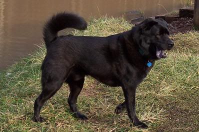 Bowser the Chow mix dog