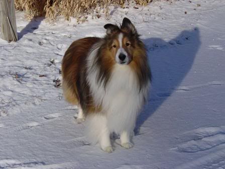Trevor the Sheltie in snow. Cold? Snow is cold?
