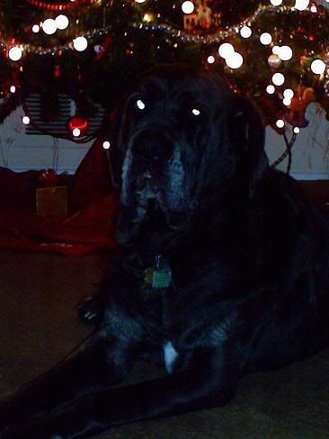 Dog Law Holiday Poem