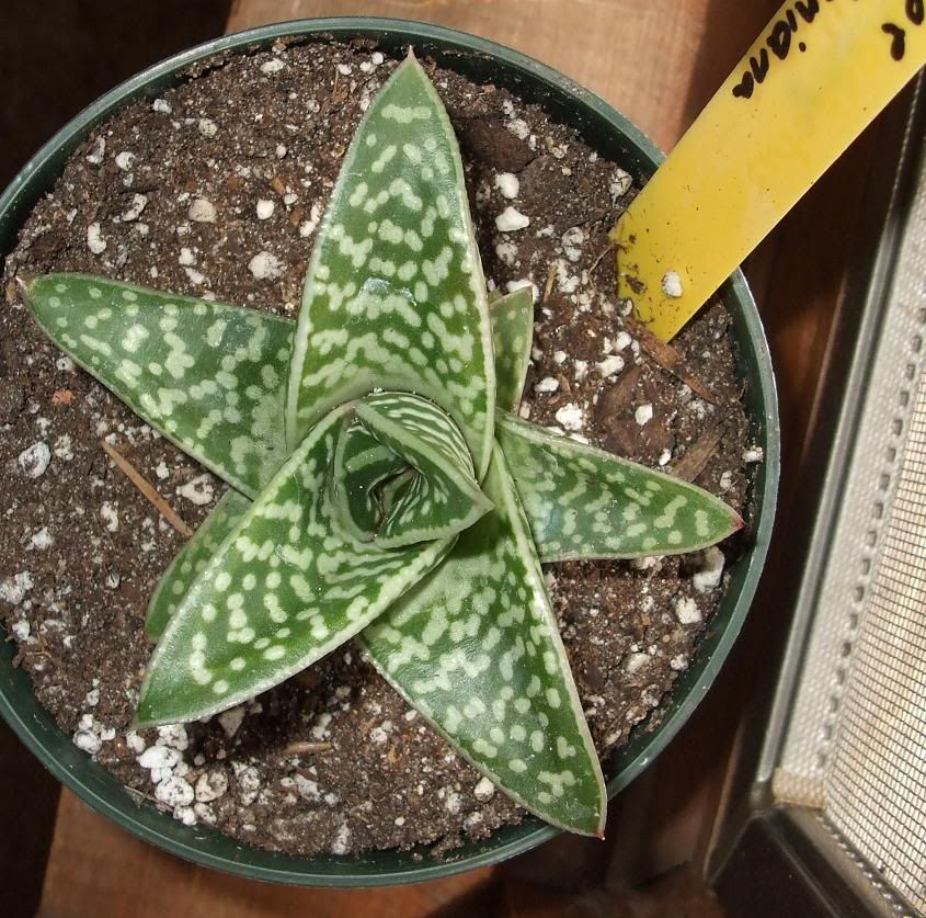 Few Succulent Pics... - CactiGuide.com