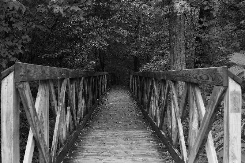 IMAGE: http://img.photobucket.com/albums/v313/boykinhntr/creek12.jpg