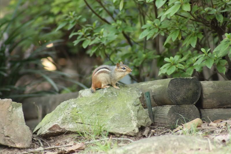 IMAGE: http://img.photobucket.com/albums/v313/boykinhntr/monk2.jpg