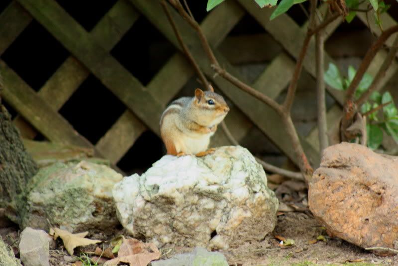 IMAGE: http://img.photobucket.com/albums/v313/boykinhntr/monk3.jpg