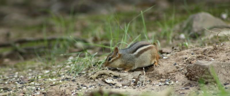 IMAGE: http://img.photobucket.com/albums/v313/boykinhntr/monk4.jpg