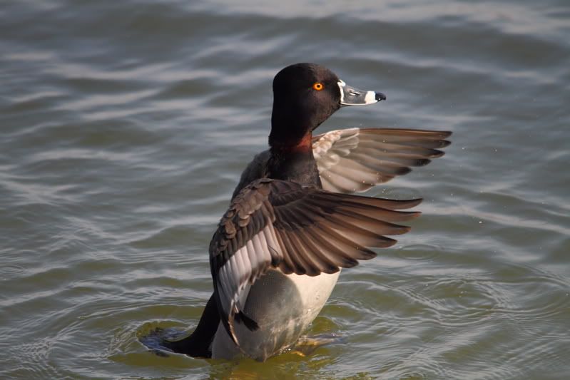 IMAGE: http://img.photobucket.com/albums/v313/boykinhntr/neck.jpg