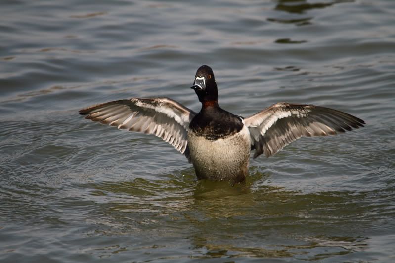 IMAGE: http://img.photobucket.com/albums/v313/boykinhntr/neck2.jpg