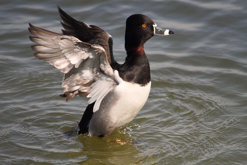 IMAGE: http://img.photobucket.com/albums/v313/boykinhntr/neck3.jpg