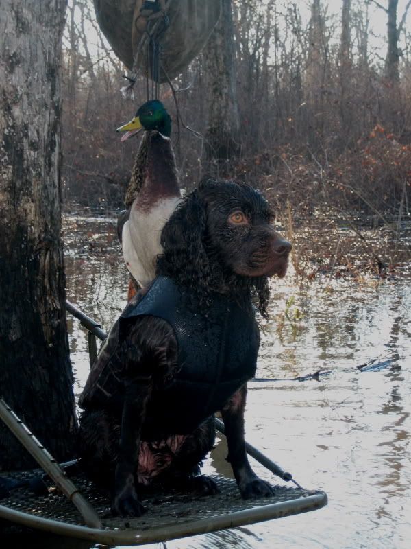 SMALL DUCK HUNTING DOG Hunting Dog Forum