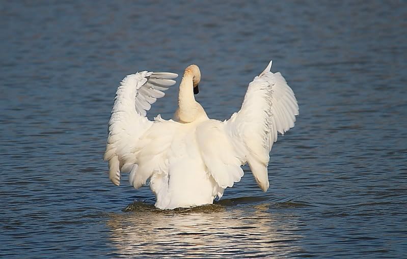 IMAGE: http://img.photobucket.com/albums/v313/boykinhntr/swan12.jpg