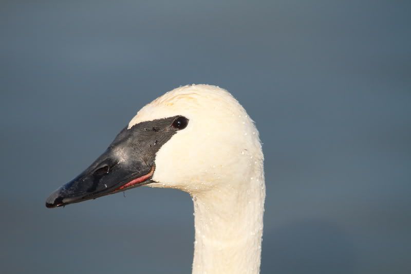 IMAGE: http://img.photobucket.com/albums/v313/boykinhntr/swan8.jpg