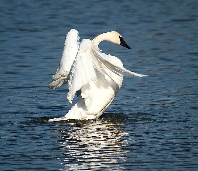 IMAGE: http://img.photobucket.com/albums/v313/boykinhntr/swan9.jpg