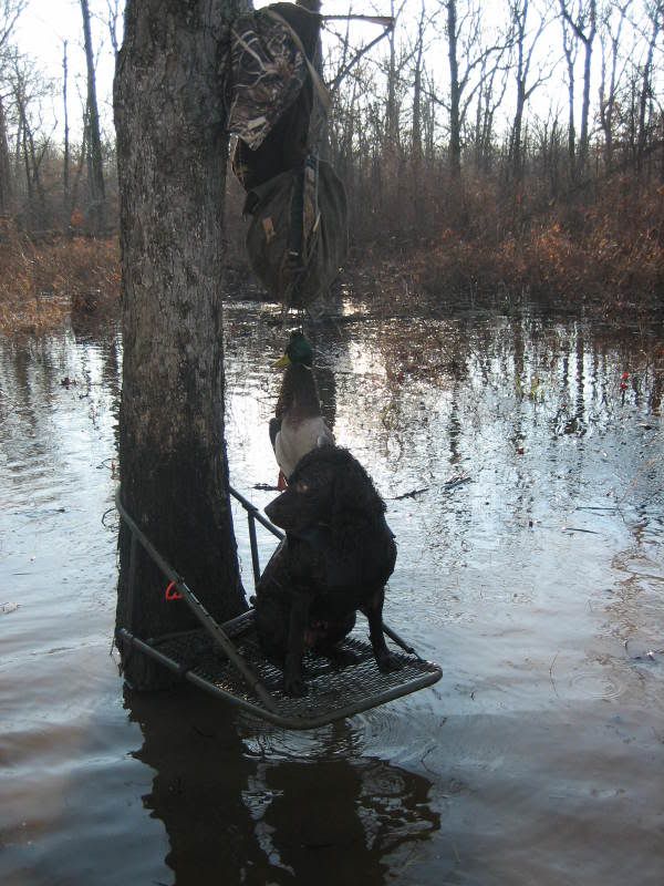 Duck Hunting Chat • Dog stands Hunting Dog Forum