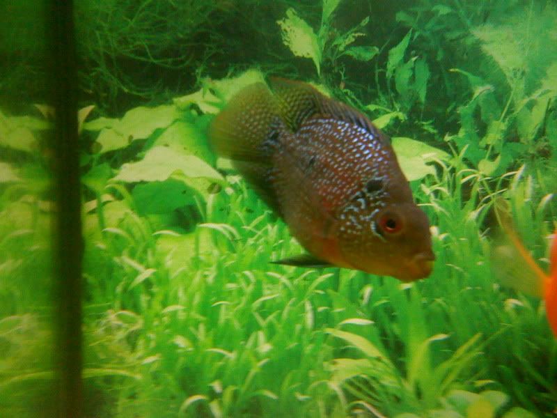 Parrot Fish Tropical