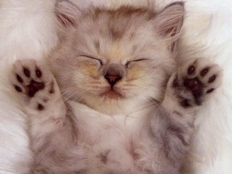 cute_kitten.jpg