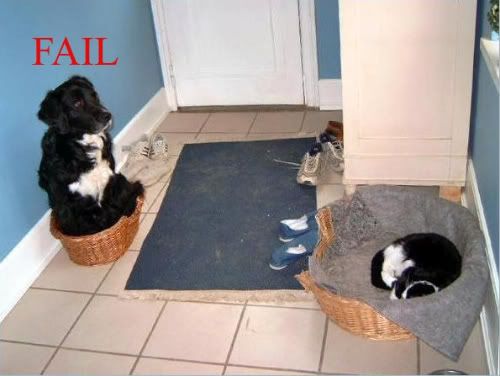 dogcatfail.jpg