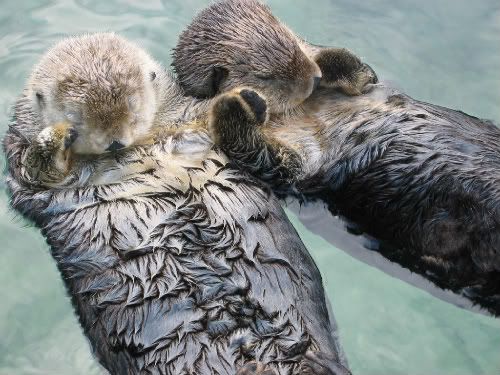 holding hands love. otters holding hands.