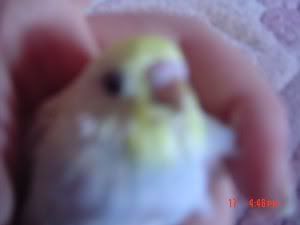 babyblue.jpg