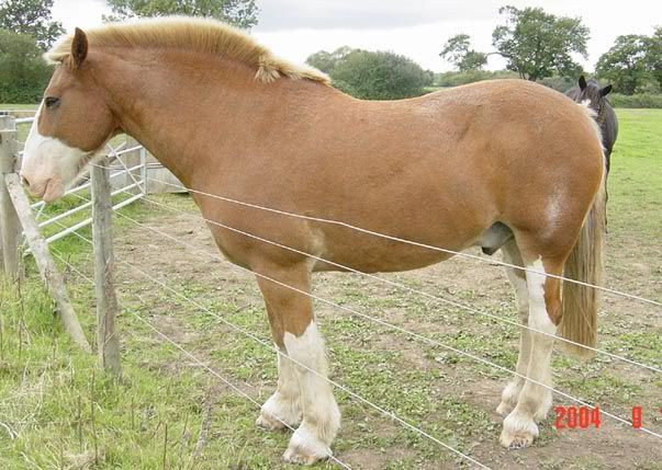 Growing Out Hogged Manes