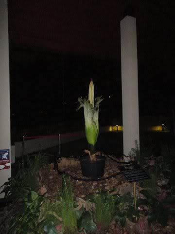 amorphophallus titanum bloom. Amorphophallus titanum