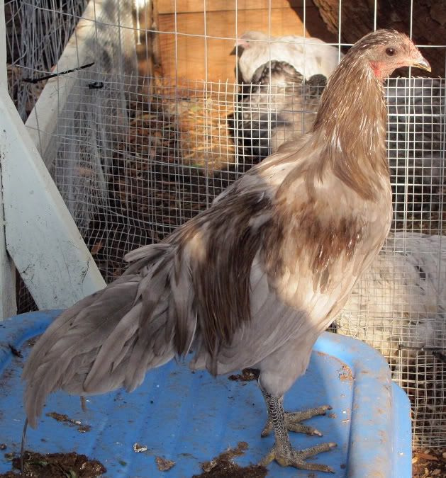 Buff Leghorn Chickens