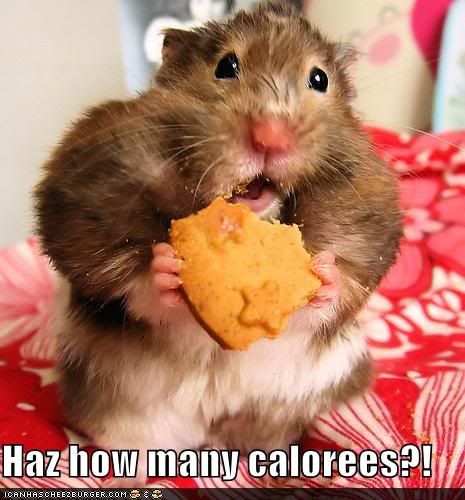 icanhascheezburger funny hampster diet Pictures, Images and Photos