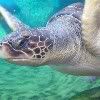 sea_turtle.jpg turtle image by popstart32aok24