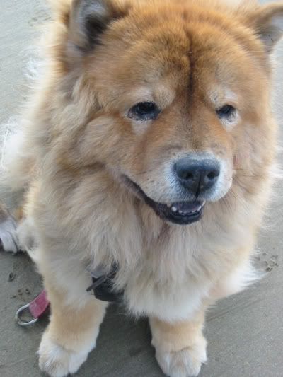 border collie x chow chow